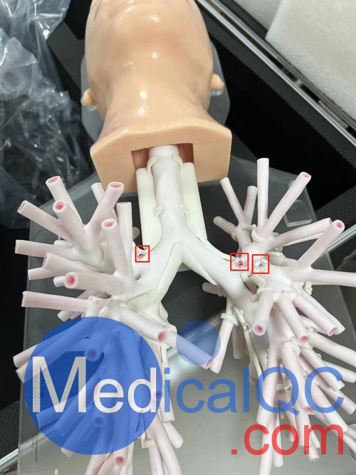 WEK-B05內(nèi)窺鏡支氣管模體，WEK-B05支氣管模型