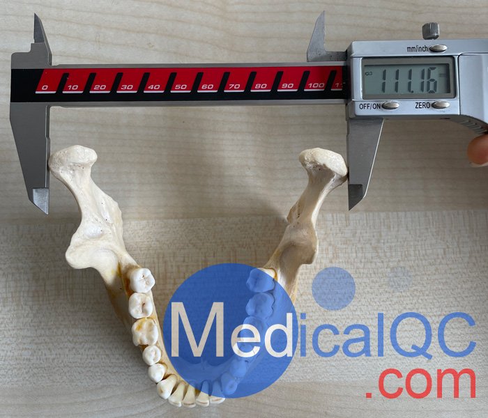 WEK-7300帶頸椎頭模,CBCT真人骨頭模定制測(cè)量尺寸圖