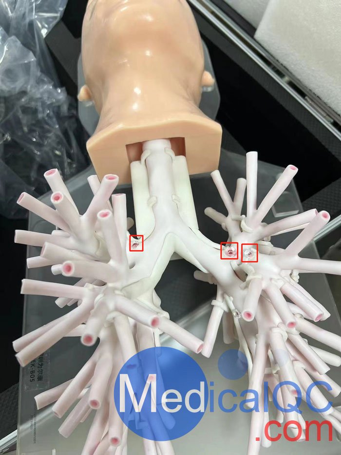 WEK-B05內(nèi)窺鏡支氣管模體，WEK-B05支氣管模型