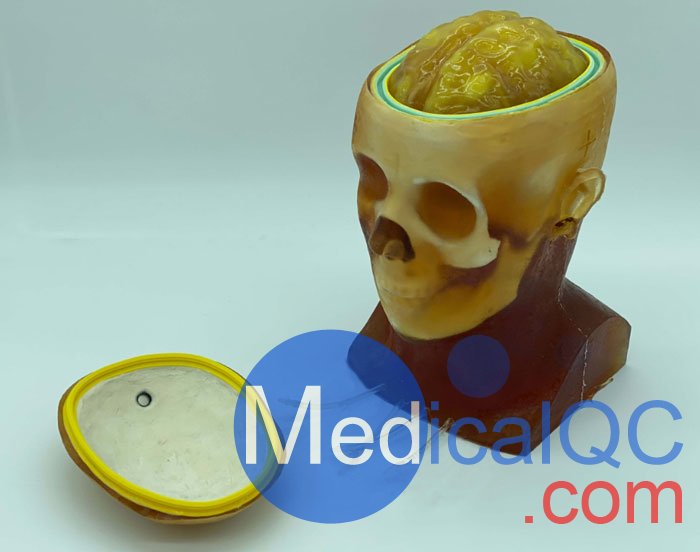 HD-C03成人頭模，HD-C03血管造影頭模，HD-C03頭部模體
