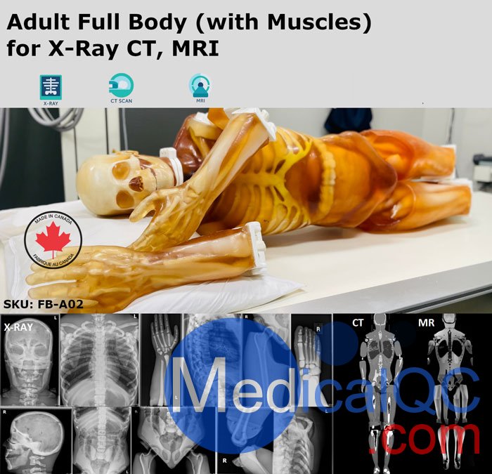FB-A02成人全身模體,FB-A02全身CT模型，適用于X射線，CT,MRI