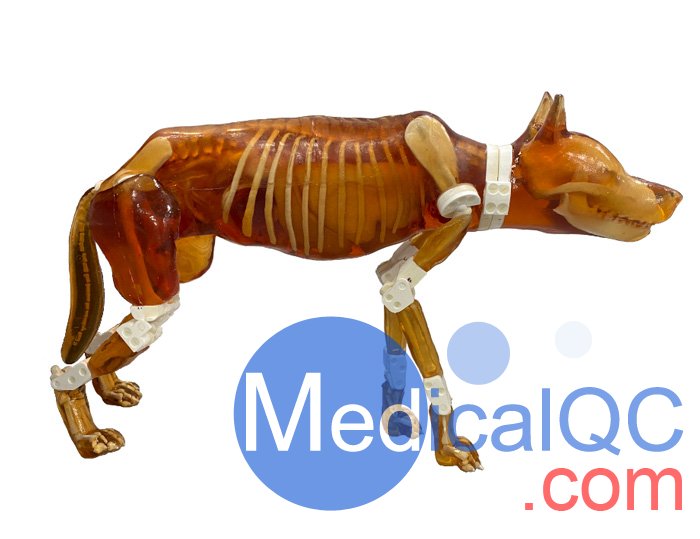 Dog Phantom，牧羊犬模體，牧羊犬模型