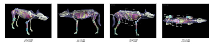 Dog Phantom，牧羊犬模體，模型設(shè)計(jì)圖
