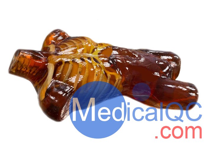 US-A02成人軀干模體，US-A02可用于超聲，CT,X射線成像